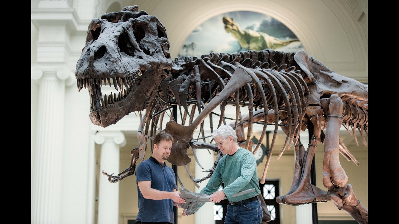 Waking the T. rex 3D: The Story of SUE - Field Museum