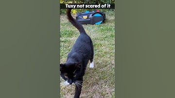 cool robot lawnmower with AI camera 😎 #shorts