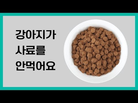 강아지 사료 안먹을때 어떻게 해야하나요? 손쉬운 방법