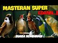 MASTERAN  SUPER EDAN  , kapas tembak - cililin - gereja tarung - cucak cungkok - kenari