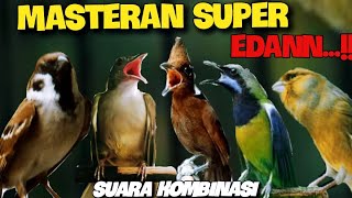 Download lagu Masteran  Super Edan  , Kapas Tembak - Cililin - Gereja Tarung - Cucak Cungkok - mp3