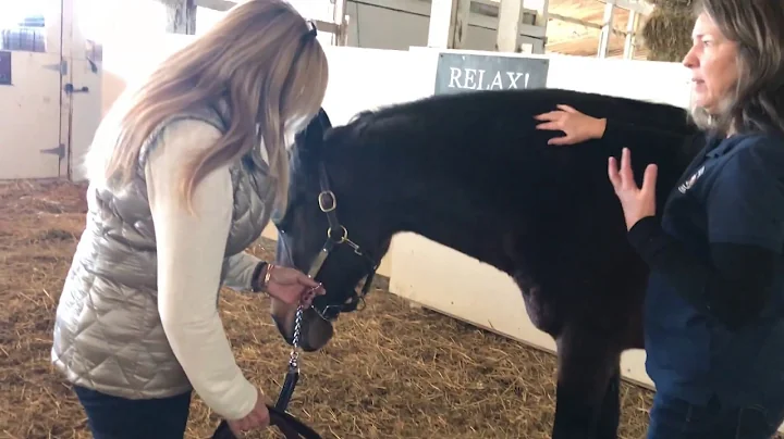 Release Your Horse's Tension Through the Bladder M...