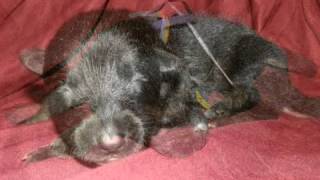 German Shepherd puppies for sale in Florida