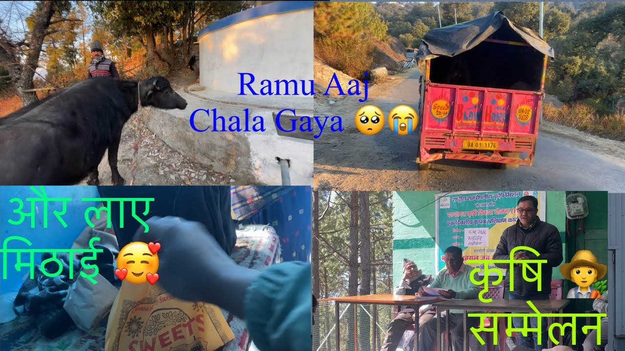 RAMU आज चला गया 🥺😭 #vlog #youtube #buffalo #farmer #abhaybelwal #sweet #birthday #farming #viral 