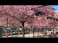 Stockholm Walks: under the cherry blossoms on a Friday morning. Street sounds, street life. Sakura.