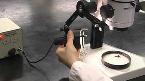 Part 2: How to Use Stereo and Compound Microscopes