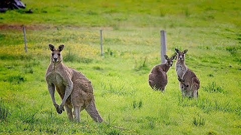 Report Text | Kangaroo