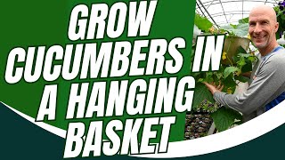 How to Grow Cucumbers in a Hanging Basket