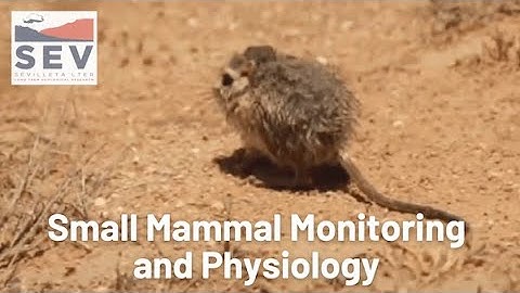 Sevilleta LTER | Small Mammal Monitoring and Physiology