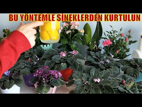 Video: Gardenyam Çok Soğudu - Gardenyada Soğuk ve Don Hasarı İçin Ne Yapılmalı?