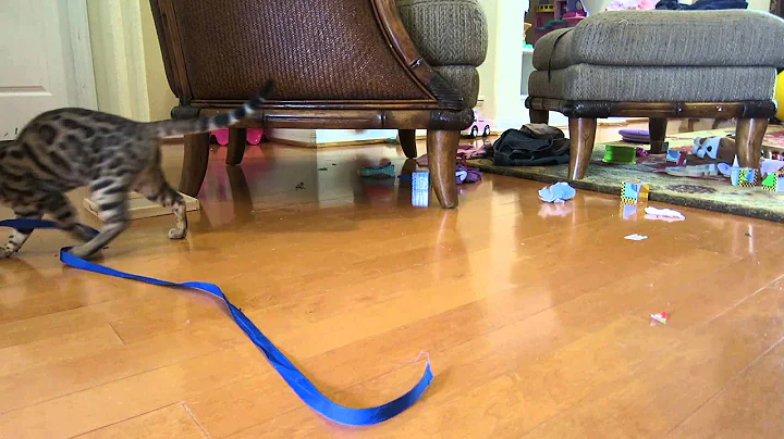 Video 5091381: spotted bengal cat, brown bengal cat