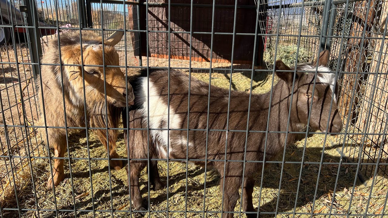 Майлз х Кловер! Разведение нигерийских карликовых коз