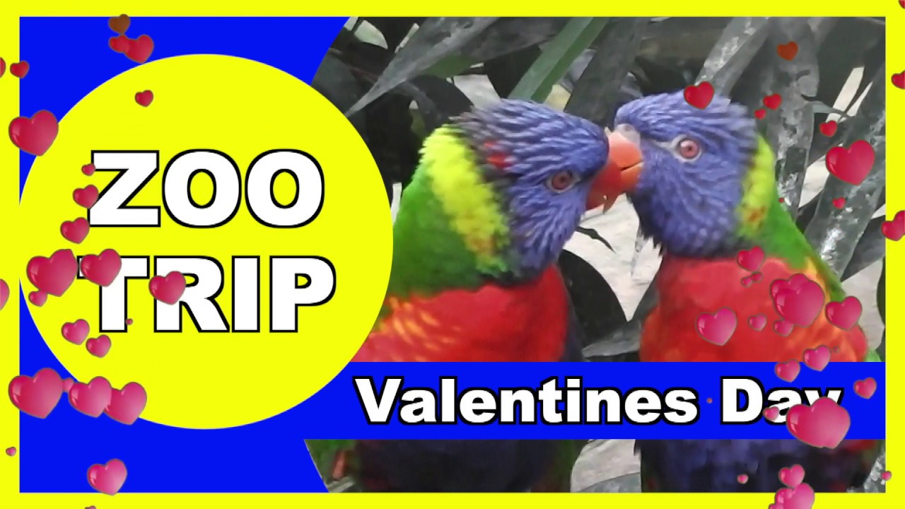 Colchester Zoo, Valentines Day 2020 YouTube