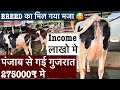     275000 hasan patel dairy farm guajaratbreed    