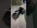 Cute Seals Rolling Shorts Seal 