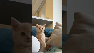 Самое Милое Видео (Стоит ли заводить котика?)