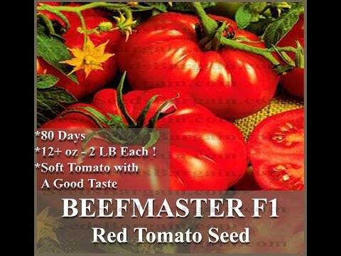 Video: Beefmaster-Hybriden - Pflege von Beefmaster-Tomatenpflanzen