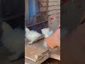 Silky#hens#chicks#pakitan#foryoushorts