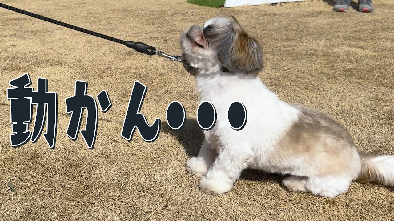 【シーズー】歩かないワンちゃんとの練習方法を公開！