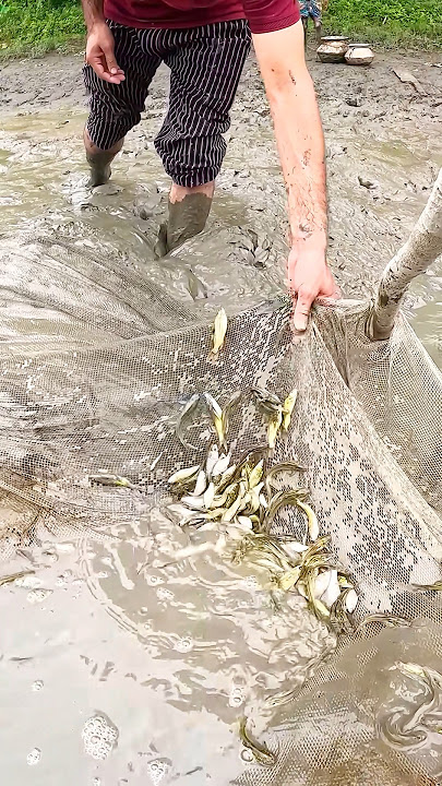 আজকে অনেক টেংরা মাছ পেয়েছি #fishing #shortsfeed #fish #মাছ #viral #trending