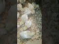 2 Week Old Cornish Cross #shorts #chicken