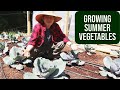 The daily grow ep 4 growing summer vegetables