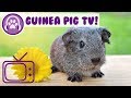TV for Guinea Pigs! Entertainment for Guinea Pigs with TV and Music! image