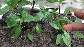 Cách trồng rau húng quế bằng cành rất nhanh được ăn