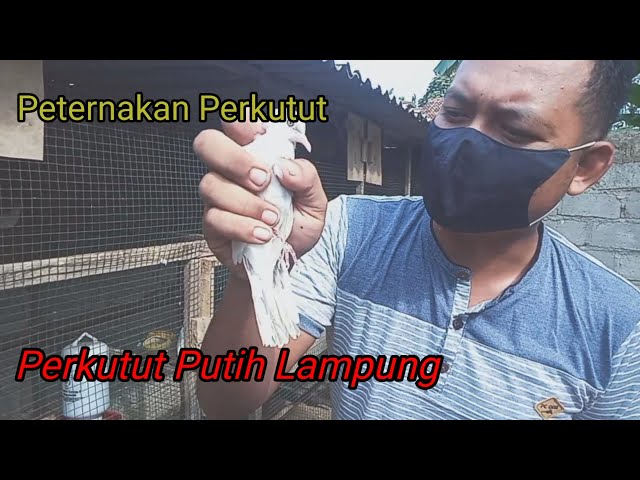 Peternakan Perkutut Putih Lampung class=