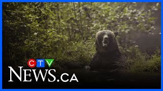 B.c. Grizzly Attack Spurs Call To Life Hunting Ban