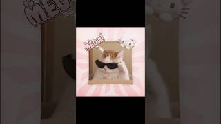 Montagem Miau - Ay mi gatito miau miau #shorts #short
