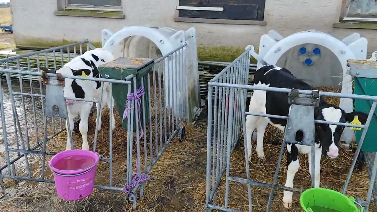 Мода Рохи сафед.  Мардуми говумолдор гарибо эхтиетшавед.масалаи говхарида