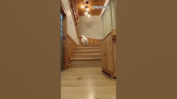 “When you’re too lazy to walk down the stairs 😼”#Cat #Cats #FunnyCats #LazyCat #CuteCat #CatVideo