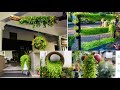 Tips&tricks for growing turtle vine | Turtle vine creations (മലയാളം )