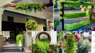 Tips&tricks for growing turtle vine | Turtle vine creations (മലയാളം )