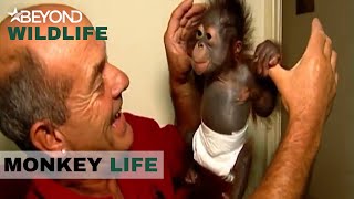 S1E03 | OrangUtan Joly Gets VIP Treat On Her Trip To Monkey World | Monkey Life | Beyond Wildlife
