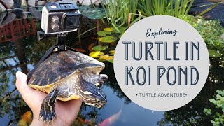 I Strapped A Gopro On Turtle River Cooter Turtle Japnese Koi Pond Neptile.king