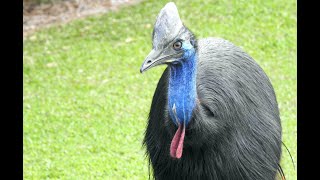 Australia Birding: Cairns and Tablelands