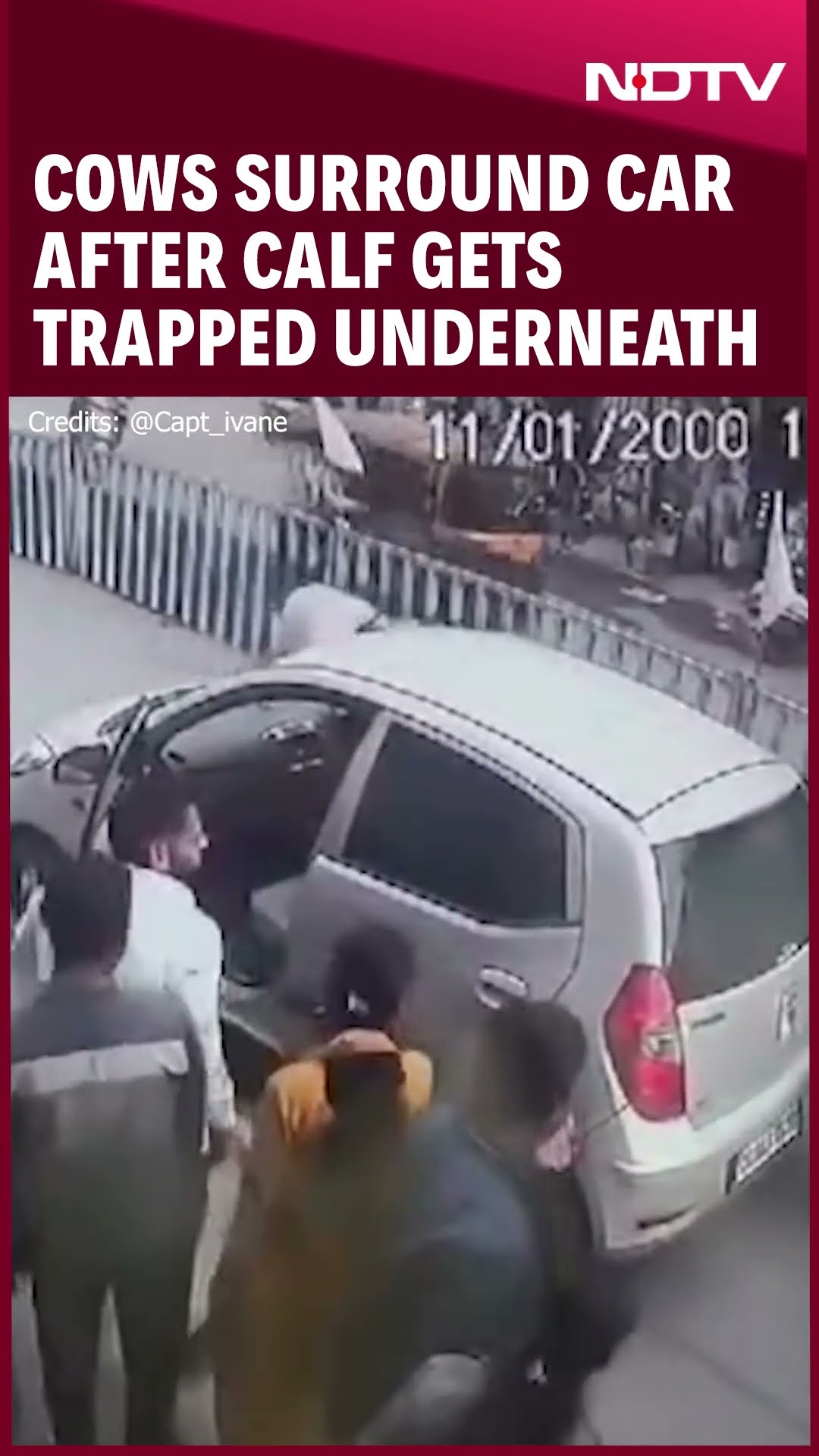 Calf Gets Trapped Under Car, Cows Surround It – Viral Video from Raigarh