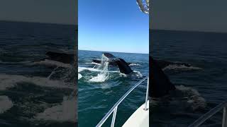 Humpback Whales Circling Boat!