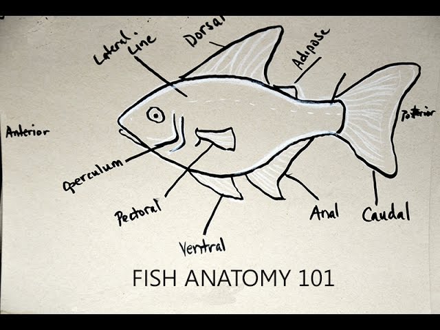 Fish Fin Anatomy 101 