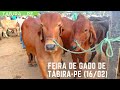 Feira de gado em Tabira-PE (16/02) Parte 1