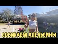 Апельсиновая ферма в США Флорида | Плавание с ламантинами | Тампа детский музей