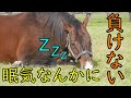 睡魔に何度も敗北するメイショウサムソン