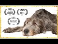 Dog Music for Scottish Deerhound  ~ Music for Dogs to relax ~ Dog Music to Sleep