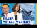 Why whales are really attacking boats around the world | Today Show Australia