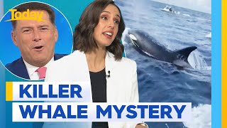 Why whales are really attacking boats around the world | Today Show Australia