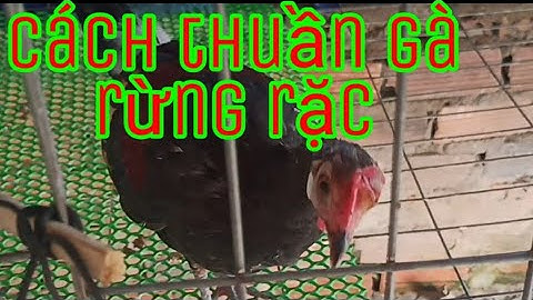 Cách thuần gà rừng rặc nhanh dạn 25/09/2021