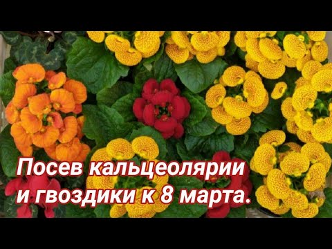 Посев кальцеолярии и гвоздики. + обзор других растений.