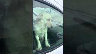 Bu Garibi Nolur Veterinere Ür Diyolar Neyi Var Allah Aşkına